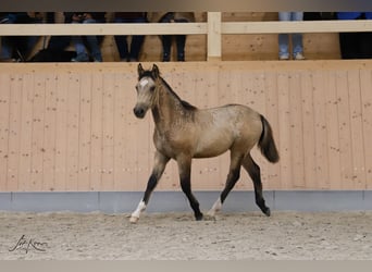 Criollo, Stallion, Foal (05/2024), 14,1 hh, Buckskin