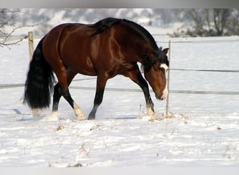 Criollo, Stallion, Foal (04/2026), 14.2 hh, Bay-Dark