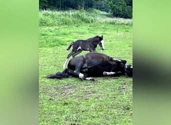 Criollo, Stallion, Foal (05/2024), 14.2 hh, Black