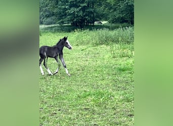 Criollo, Stallion, Foal (05/2024), 14.2 hh, Black