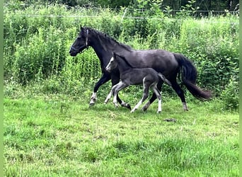 Criollo, Stallion, Foal (05/2024), 14.2 hh, Black