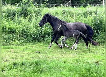 Criollo, Stallion, Foal (05/2024), 14.2 hh, Black