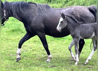Criollo, Stallion, Foal (05/2024), 14.2 hh, Black