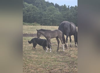 Criollo, Stallion, Foal (06/2025), 14.2 hh, Black