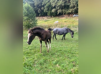 Criollo, Hengst, Fohlen (05/2024), 14,2 hh, Dunkelfuchs