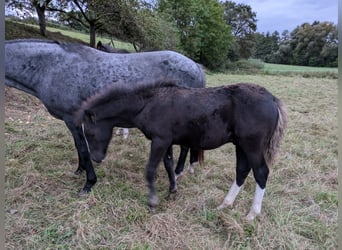 Criollo, Hengst, Fohlen (05/2024), 14,2 hh, Dunkelfuchs