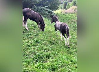 Criollo, Hengst, Fohlen (05/2024), 14,2 hh, Dunkelfuchs