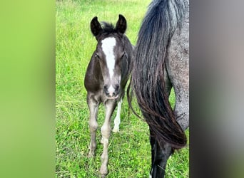 Criollo, Stallion, , 14,2 hh, Chestnut