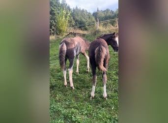 Criollo, Hengst, Fohlen (05/2024), 14,2 hh, Dunkelfuchs