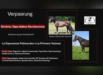 Criollo, Stallion, Foal (06/2025), 14.2 hh, Grullo