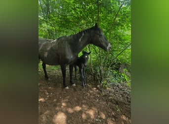 Criollo, Stallion, Foal (06/2026), 14.2 hh, Roan-Blue