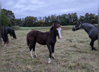 Criollo, Hengst, Fohlen (05/2024), 14,2 hh, Roan-Blue