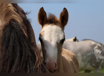 Criollo, Stallion, Foal (04/2024), 14.2 hh, Tobiano-all-colors