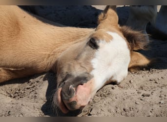 Criollo, Stallion, Foal (04/2024), 14.2 hh, Tobiano-all-colors