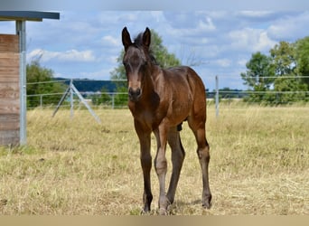 Criollo, Stallion, , 14,1 hh, Brown