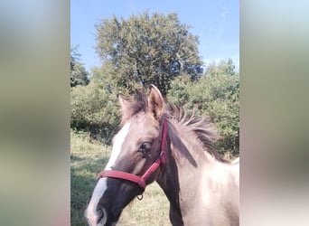Criollo, Stallion, , 14,1 hh, Grullo