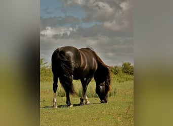 Criollo, Stallion, , 14,1 hh, Roan-Bay
