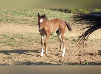 Criollo, Stallion, , 14,1 hh, Roan-Bay