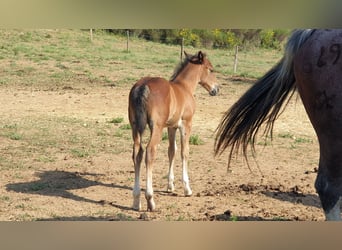 Criollo, Stallion, , 14,1 hh, Roan-Bay