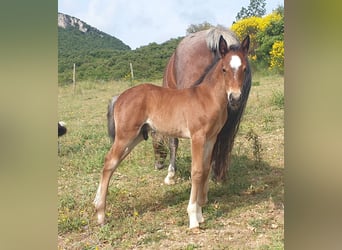 Criollo, Stallion, , 14,1 hh, Roan-Bay