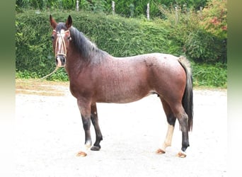Criollo, Stallion, , 14,1 hh, Roan-Bay