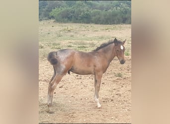 Criollo, Stallion, Foal (05/2025), 14,1 hh, Roan-Bay