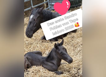 Criollo, Stallion, , 14,2 hh, Grullo