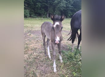 Criollo, Stallion, Foal (06/2025), 14,2 hh, Grullo