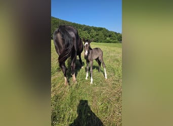 Criollo, Stallion, Foal (06/2025), 14,2 hh, Grullo