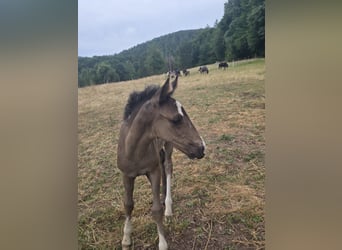 Criollo, Stallion, Foal (06/2025), 14,2 hh, Grullo