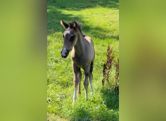 Criollo, Stallion, Foal (06/2025), 14,2 hh, Grullo