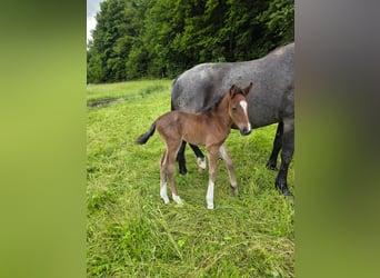 Criollo, Stallion, , 15,1 hh, Roan-Bay