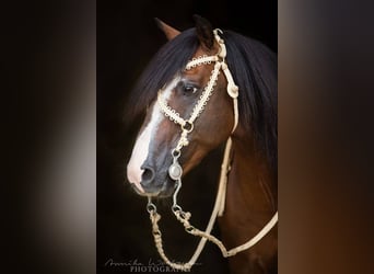 Criollo, Stallion, , 15,1 hh, Roan-Bay