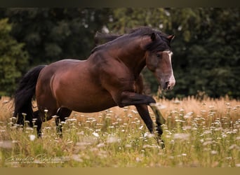 Criollo, Stallion, , 15,1 hh, Roan-Bay