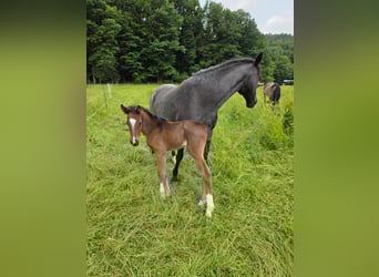 Criollo, Stallion, , 15,1 hh, Roan-Bay