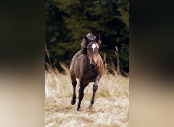 Criollo, Stallion, , Bay-Dark