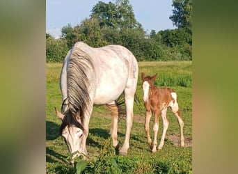 Criollo, Stallion, 9 years, 15 hh, Overo-all-colors