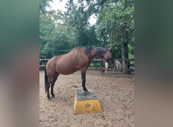 Criollo Mix, Stallone, 13 Anni, 147 cm, Baio