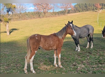 Criollo, Stallone, 1 Anno, 150 cm