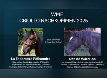 Criollo, Stallone, 1 Anno, 150 cm, Morello