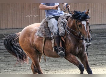 Criollo, Stallone, 2 Anni, 140 cm, Baio chiaro
