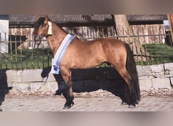 Criollo, Stallone, 5 Anni, 145 cm, Falbo