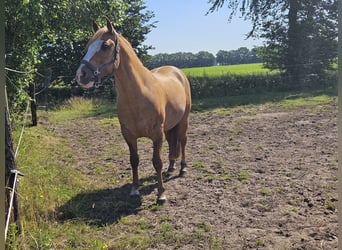 Criollo, Stallone, 9 Anni, 144 cm, Sauro