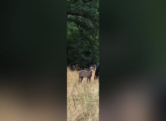 Criollo, Stallone, Puledri (06/2025), 148 cm, Morello