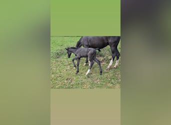 Criollo, Stallone, Puledri (06/2025), 150 cm, Morello