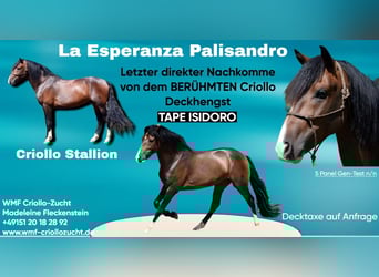 Criollo, Stallone, Puledri (06/2025), 150 cm, Morello
