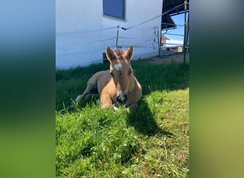 Criollo, Stallone, Puledri (03/2026), Falbo