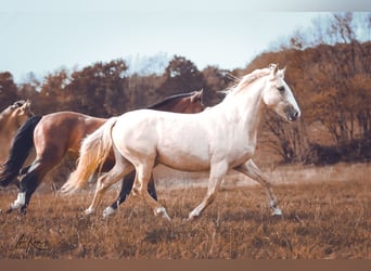 Criollo, Sto, 2 år, 141 cm, Palomino