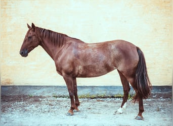 Criollo, Stute, 10 Jahre, 141 cm, Rabicano