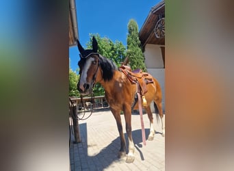 Criollo, Stute, 10 Jahre